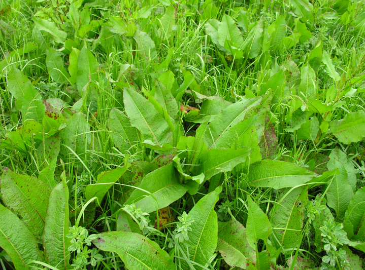 rumex