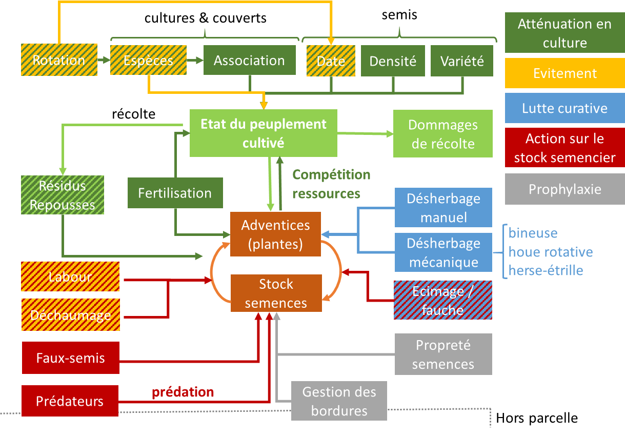 Gestion des adventices en agriculture biologique par la combinaison de techniques 