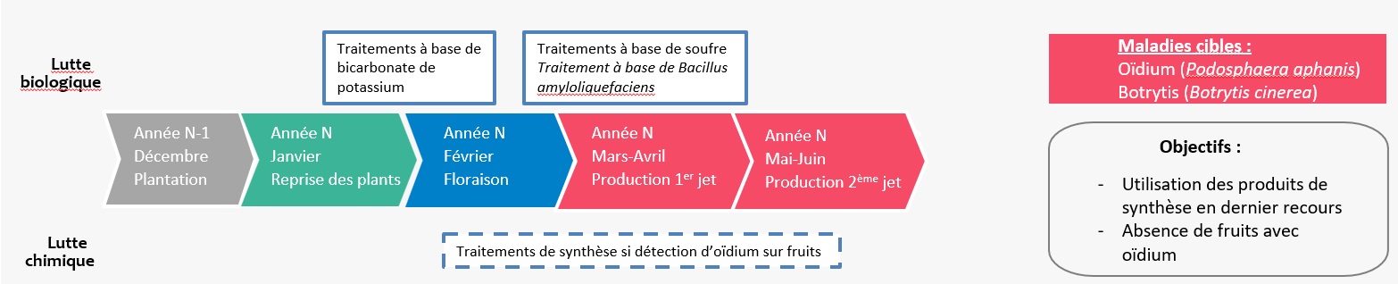 frise chronologique des interventions culturales contre maladies