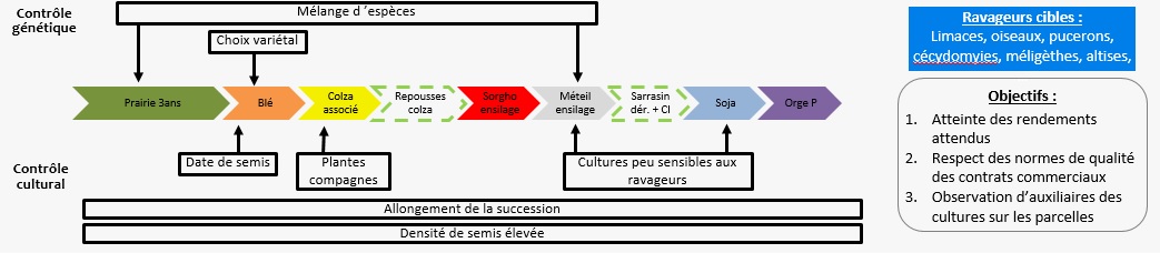 Schéma décisionnel ravageurs