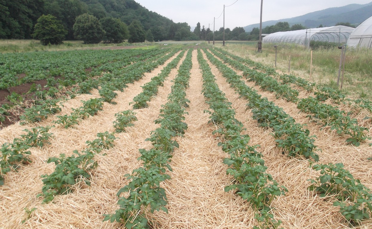 Planches paillées avec culture de pommes de terre sur le système Conservation du Sol