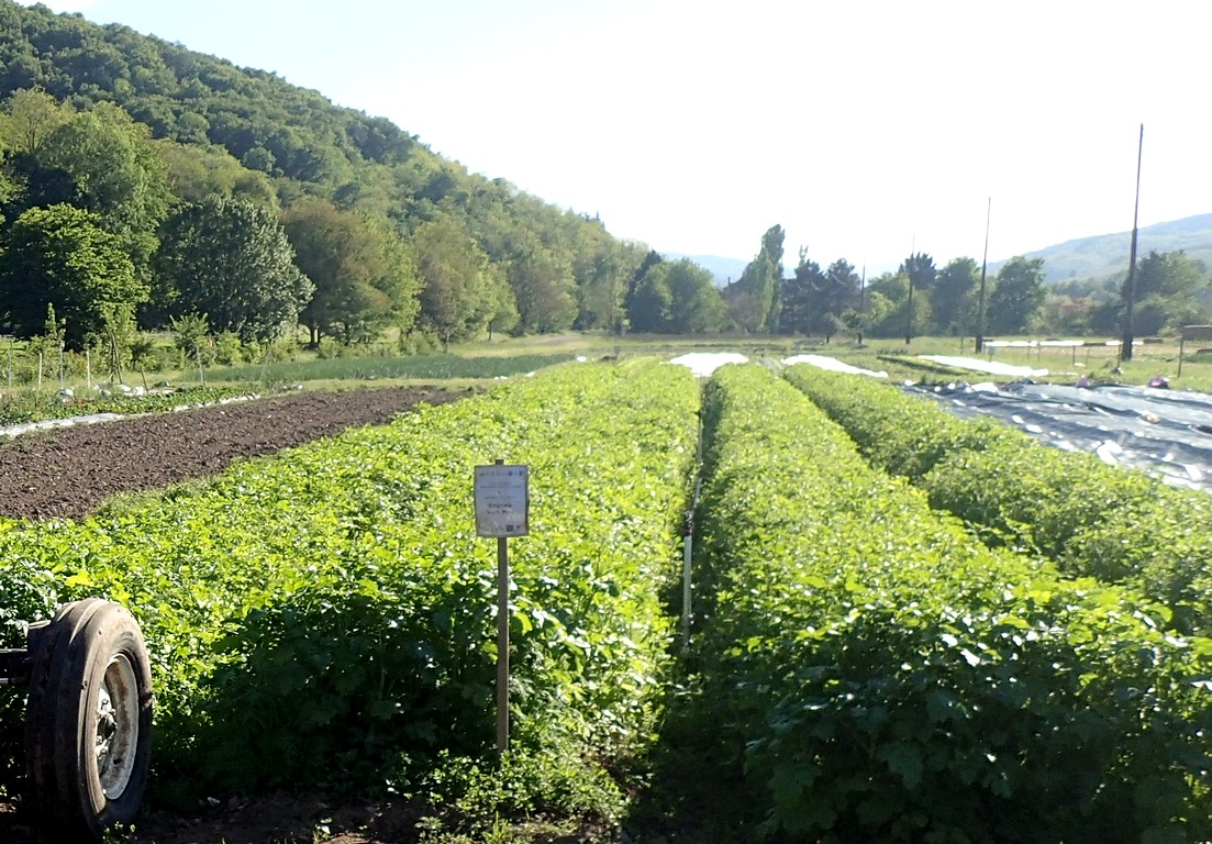 Planches couvertes d'engrais verts sur le système Engrais Vert Max