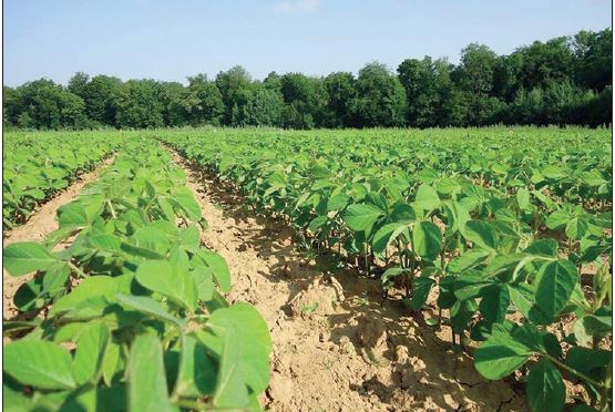 diversifier la rotation via le soja