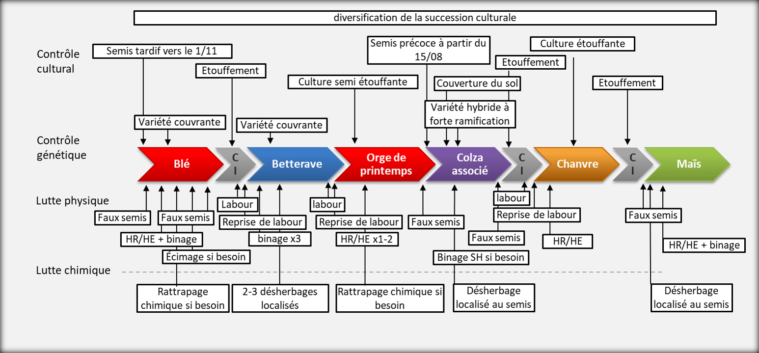 stratégie de gestion des adventices système Betteravier Ecophyto 2
