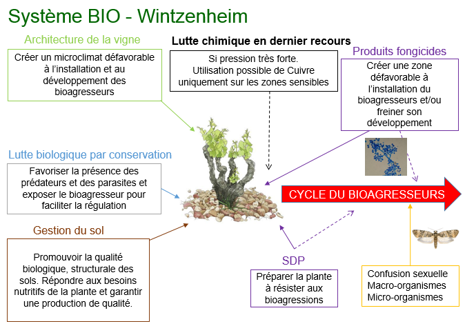 Système BEE (BIO) - Wintzenheim