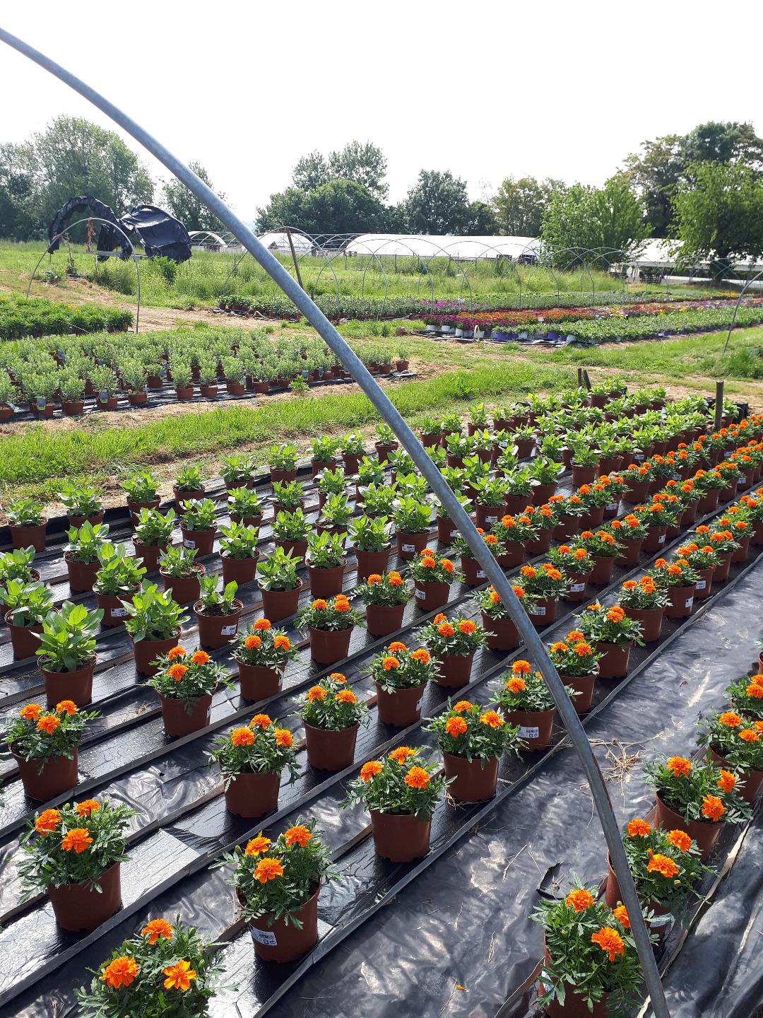 Photographie illustrant l'exploitation horticole d'un membre du groupe DEPHY