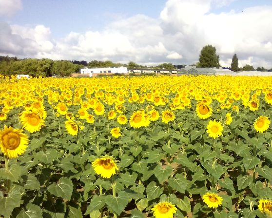 tournesol