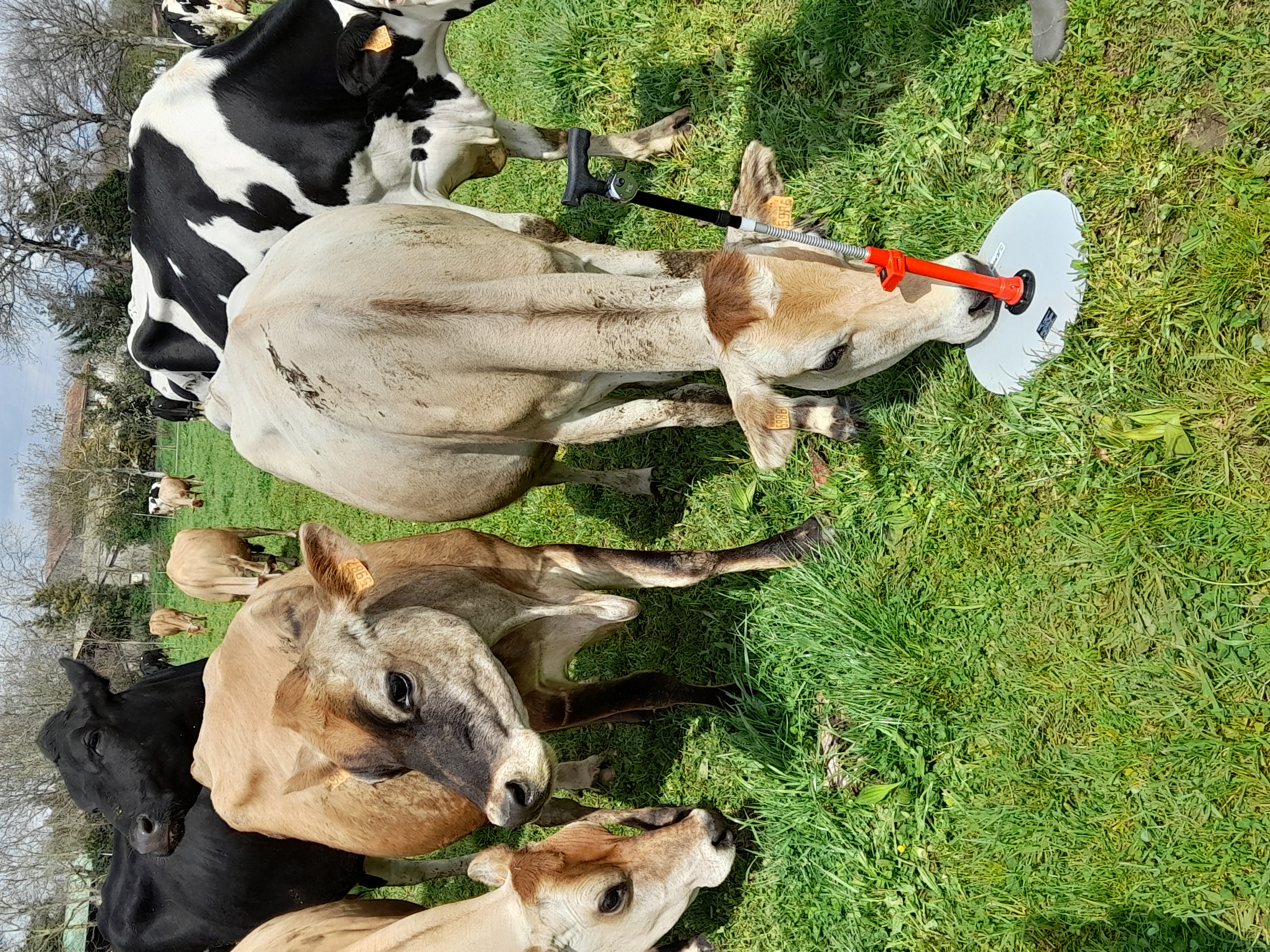 Herbomètre qui mesure une hauteur d'herbe "compressée"