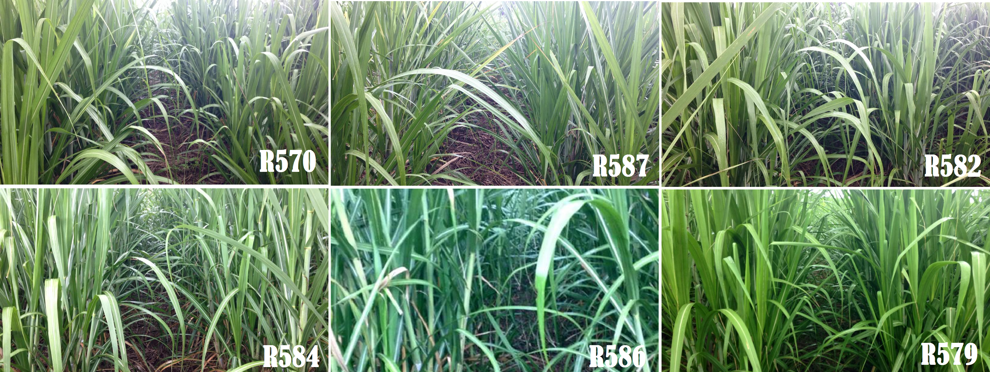 Variétés à 4,2 mois après coupe