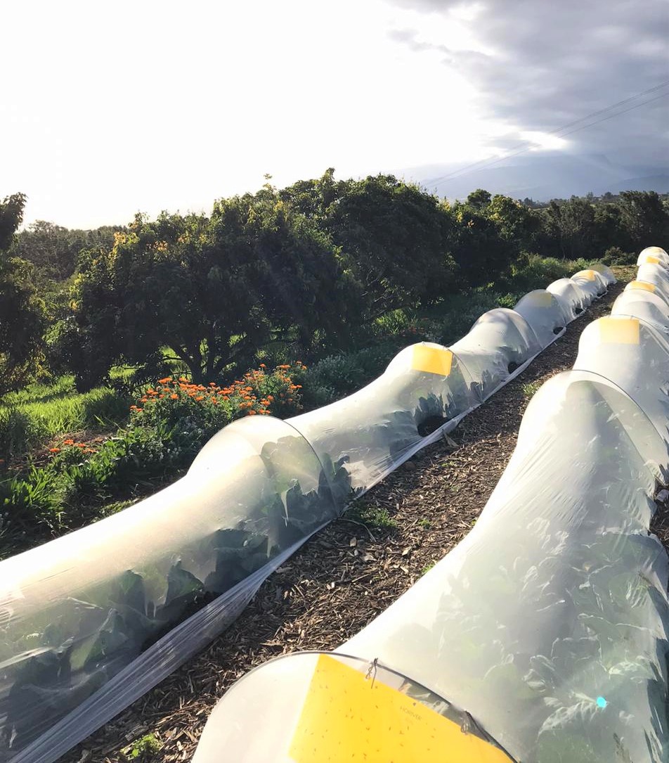 filets sur planches maraîchères et bandes fleuries