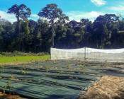 Une approche agroécologique de la production végétale en Guyane