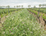 Des couverts végétaux pour gérer l'enherbement sur le rang