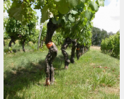 Pratiquer l'enherbement total en vigne