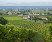 Gestion des adventices sous l'interceps