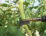 Gérer les populations des bioagresseurs grâce aux mesures prophylactiques