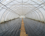 Mettre en place des paillages ou des mulchs en cultures légumières