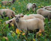 Pratiquer le pâturage des couverts et des repousses