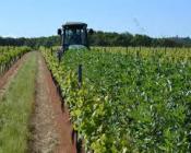 Implanter des engrais verts en vigne