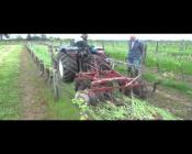 Les engrais verts en vigne