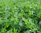 Associer le colza à des plantes de services gélives