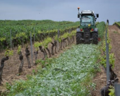 Détruire les engrais verts en vigne
