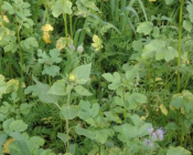 Gestion des adventices en semis-direct : scalpeur, rouleau faca et intercultures étouffantes