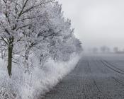 Implanter des espèces gélives en interculture