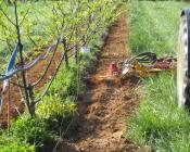 Utiliser la méthode sandwich pour gérer les adventices en verger