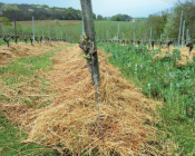 Pailler sous le rang en vigne