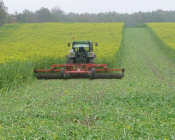 Rouler les couverts végétaux pendant la période d'interculture