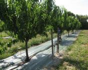 Utiliser des paillages ou mulchs sur le rang en verger