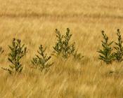 Alternatives au glyphosate pour la gestion des vivaces