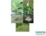 Biocontrôle Fruits et Légumes