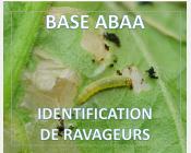 Mineuse sud-américaine de la Tomate