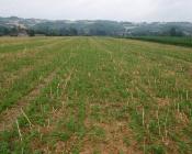 Parcelle en agriculture de conservation des sols - Rodriguez A.