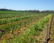 Couverts végétaux en inter-rangs de vigne - Massol T.