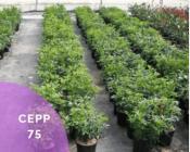 cepp 75