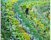 Association de cultures de variétés de légumes  Crédit : Mon jardin en permaculture