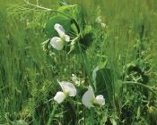 Association céréales protéagineux  Crédit : Arvalis Institut du végétal