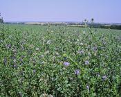Champ de phacélie  Crédit : Weber J. (INRAE)