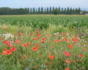 Bande fleurie en bordure de parcelle  Crédit : Lukas Pfiffner, FiBL