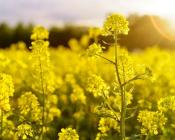 Couvert de moutarde  Crédit : Vosges matin
