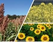   Cultures allélopathiques (sorgho, moutarde brune et tournesol)