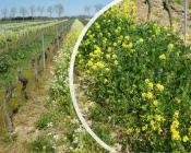   Couvert végétal d’interculture et associé à la vigne  Crédit : Massol T.