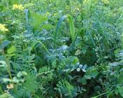 Couvert d'interculture pour limiter les infestations d'adventices  Crédit : Labreuche J.