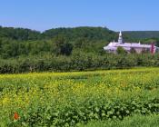 Biofumigation  Crédit : Cram