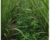   Mélange de voème et crotalaire dans l’inter-rang de la canne à sucre  Crédit : Chetty J.