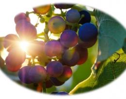 Durabilité des résistances des plantes aux bioagresseurs