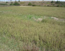 Les ambroisies, des adventices des cultures dangereuses pour la santé