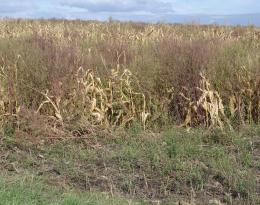 Ambroisie à feuilles d'armoise: le combat ne fait que commencer